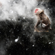 Imagen para el artículo titulado Las imágenes de animales más impresionantes de 2013
